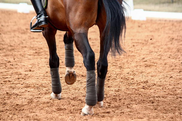 Крупный план спортивных выездных лошадиных ног
 - Фото, изображение