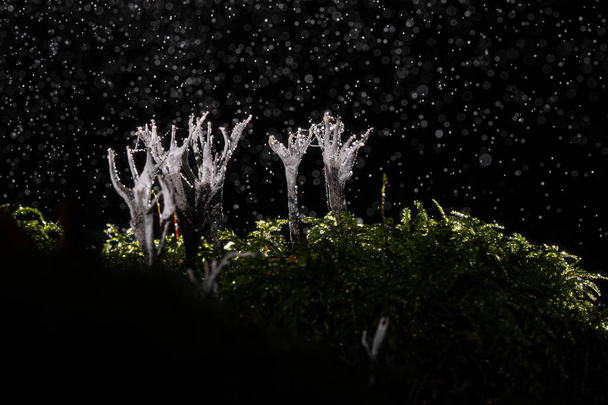 Candlesnuff mantarı veya doğadaki yağmur fırtınası sırasında şamdan. - Fotoğraf, Görsel