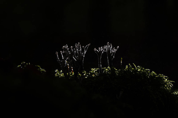 自然の中で暴風雨の間に燭台真菌または燭台 - 写真・画像