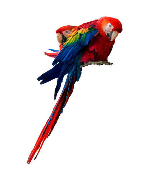 dois papagaios arara vermelho isolado em branco
 - Foto, Imagem