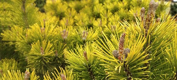 Giovani cime di pino in primavera. Pinus mugo, pino nano di montagna, pino mugo. Pinus mugo oro invernale
 - Foto, immagini