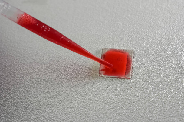 Red liquid in pipette. capillary phenomena. - Photo, Image