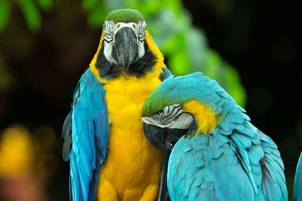 parrots - Foto, immagini