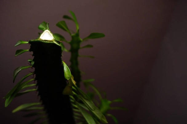 Euphorbia trigona succulent from close up view - Photo, Image