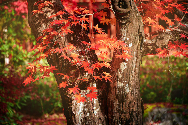 starý japonský javor podzim. - Fotografie, Obrázek