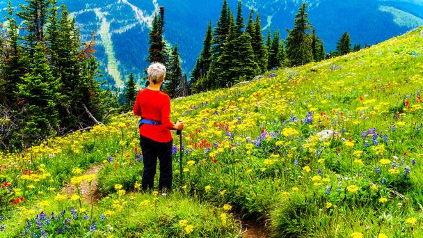 Una donna che si gode il paesaggio mentre cammina attraverso i prati alpini pieni di abbondanti fiori selvatici. Sulla montagna di Tod nel villaggio alpino di Sun Peaks nelle Shuswap Highlands della regione di Okanagen nella Columbia Britannica, Canada
 - Foto, immagini