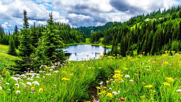 Näkymä Tod Lake runsaasti Alppien luonnonvaraisia kukkia nähtynä vaellus tulossa ylhäältä Tod Mountain Sun Peaks Shuswap Highlands Brittiläisessä Kolumbiassa, Kanadassa
 - Valokuva, kuva