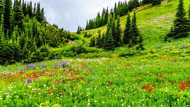 Caminhando pelos prados alpinos cheios de flores silvestres abundantes. Em Tod Mountain, na aldeia alpina de Sun Peaks, nas Terras Altas de Shuswap, na região de Okanagen, na Colúmbia Britânica, Canadá
 - Foto, Imagem