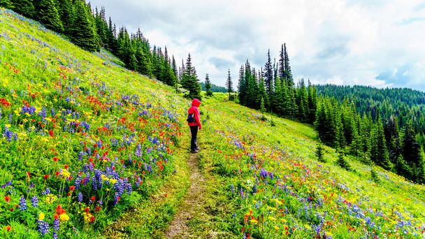 高山草原を歩きながら、豊かな野の花々に囲まれた風景を楽しむ女性。カナダ、ブリティッシュコロンビア州のオカナゲン地方のシュワップ高原にあるサンピークの高山村のトッド山 - 写真・画像