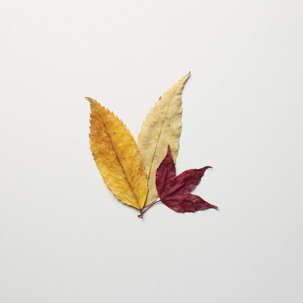 Autumn leaves on white background - Photo, Image