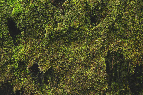 Beautiful Bright Green moss grown up cover the rough stones and on the floor in the forest. Show with macro view. Rocks full of the moss texture in nature for wallpaper. soft focus. - Photo, Image