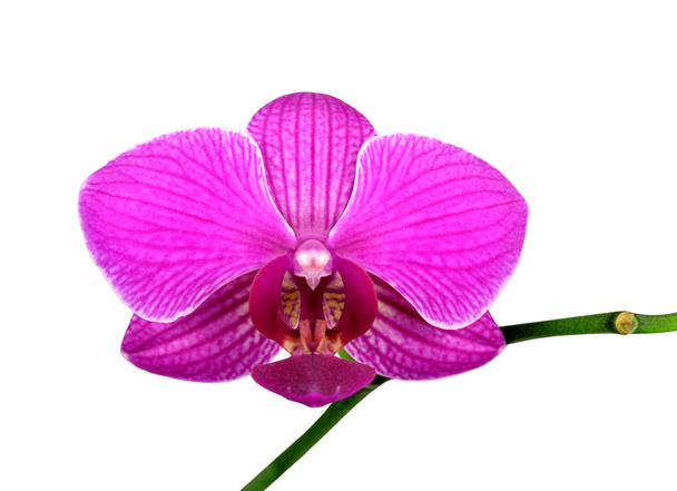 Orquídea púrpura
 - Foto, Imagen