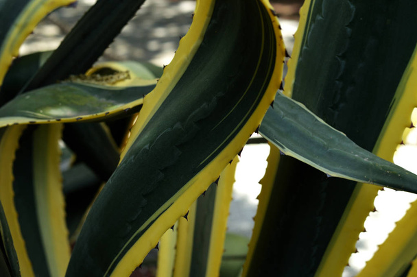 close up of agave americana marginata - Фото, зображення