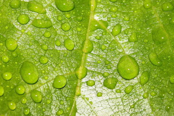 Leaf with rain drops - Fotografie, Obrázek