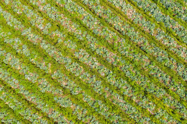 Yeşil sebze sıraları üst görünüm - Fotoğraf, Görsel