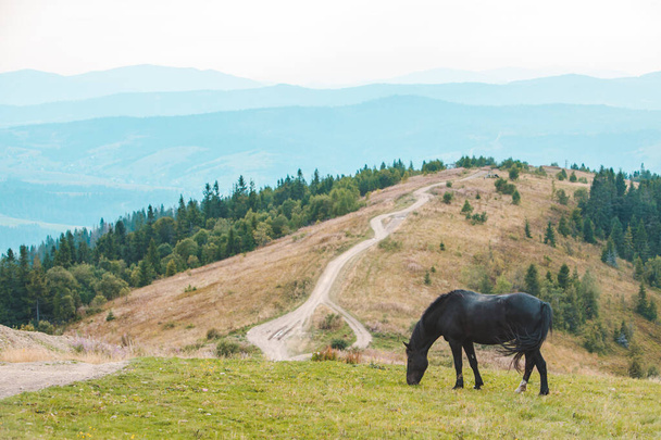 μαύρο άλογο τρώει γρασίδι στο πεδίο βουνά - Φωτογραφία, εικόνα