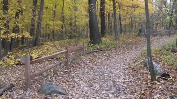 Függőleges pásztázási kilátás után nyomvonal felfelé egy dombon egy erdőben egy fa kerítés és fák élénk sárga őszi levelek ősszel. - Felvétel, videó
