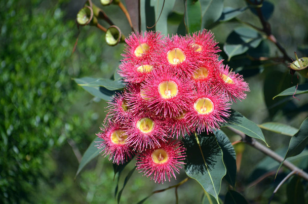 Červené květy žvýkaček, Corymbia ficifolia Wildfire, čeledi Myrtaceae. Endemie Stirling Ranges u Albany na jihozápadním pobřeží západní Austrálie.  - Fotografie, Obrázek