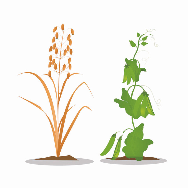 Dwie różne rośliny - Cartoon Vector Image - Wektor, obraz