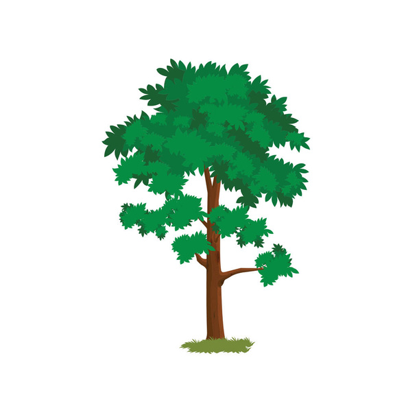 Árbol de tamaño mediano con hojas verdes - Imagen vectorial de dibujos animados
 - Vector, imagen