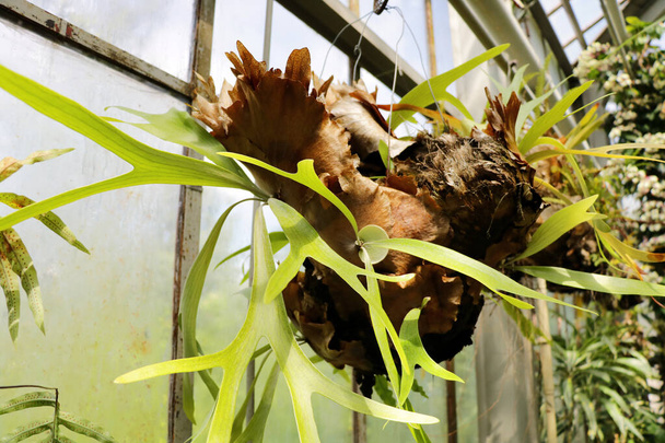Chlorophytum comosum or spider plant. Close up of leaves. - 写真・画像