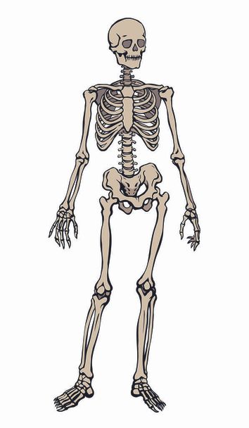 İnsan iskeleti. Vektör şematik çizimi - Vektör, Görsel