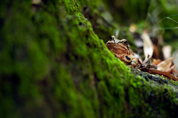 Европейская обыкновенная коричневая лягушка сидит в moos. Темпорария, Рана
. - Фото, изображение