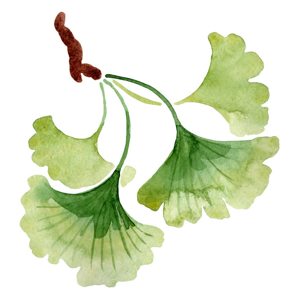 Genkgo biloba green leaves. Watercolor background illustration set. Isolated ginkgo illustration element. - Photo, Image