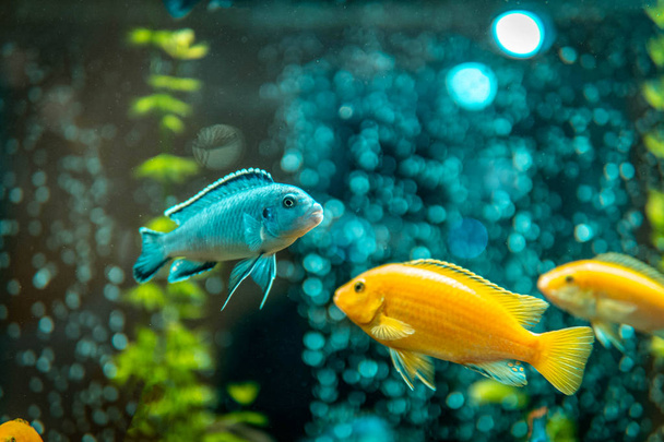 Goldfish in freshwater aquarium with green beautiful planted tro - Valokuva, kuva