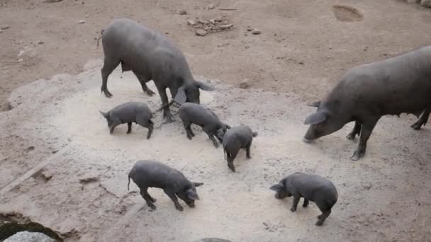 Иберийские свиньи едят молотые хлопья со своими щенками. Испания
. - Кадры, видео
