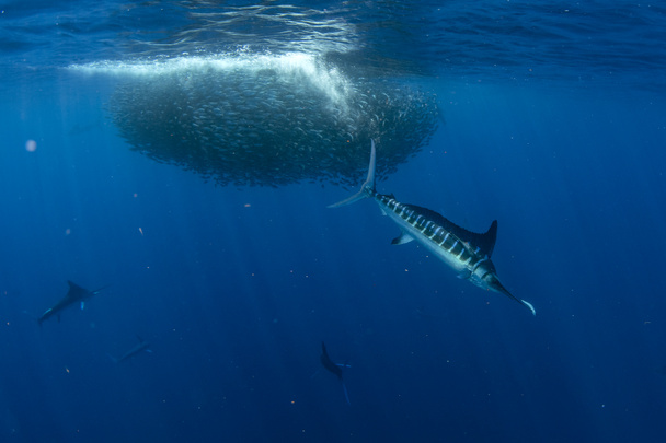 gestreifter Marlin jagt in Sardinenköderball im Pazifik - Foto, Bild