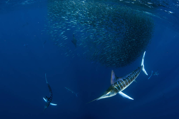 Marlin pasiasty polowanie w sardynki przynęta piłka w Pacyfiku ocean - Zdjęcie, obraz