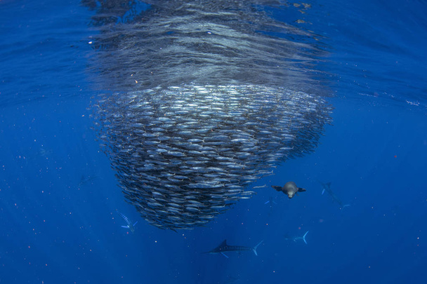 Ριγέ κυνήγι ξιφία σε σαρδέλα μπάλα δόλωμα στον Ειρηνικό Ωκεανό - Φωτογραφία, εικόνα