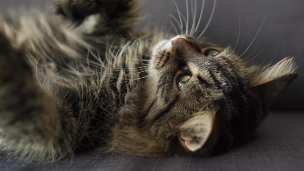 Roztomilý tabby domácí kočka leží na zádech a sleduje objekt v zákulisí - Záběry, video