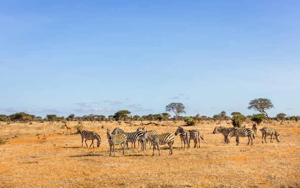 Африканський зебр в Кенії - Фото, зображення