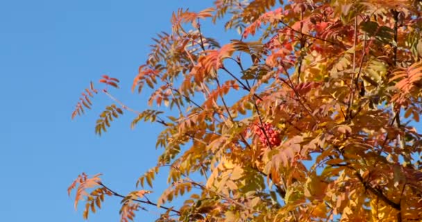 Autumn red leaves on rowanberry tree. Rowan berries. Blue sky. Nature - Footage, Video