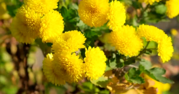 Yellow chrysanthemums in the garden. Beautiful flowers, outdoors - Footage, Video