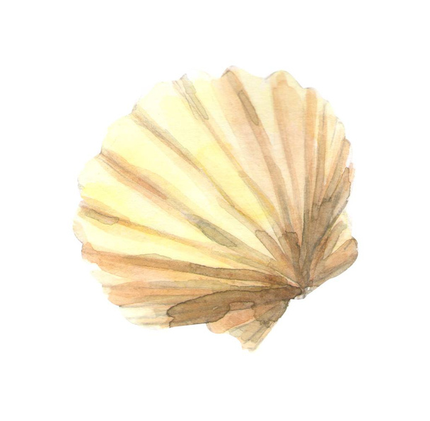 Sea shell watercolor hand drawn illustration - Foto, Bild