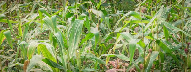 Panoramic organic corn farm with cob and flowers close-up in the North Vietnam - Foto, Imagem