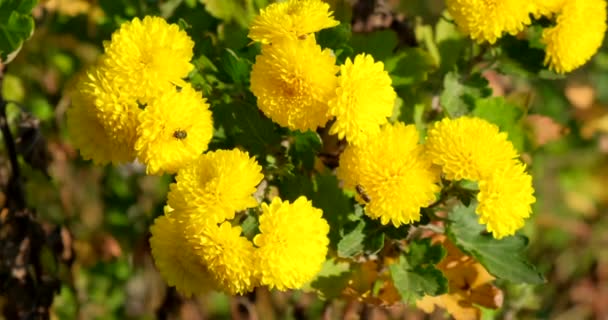 Yellow chrysanthemums in the garden. Beautiful flowers, outdoors - Footage, Video