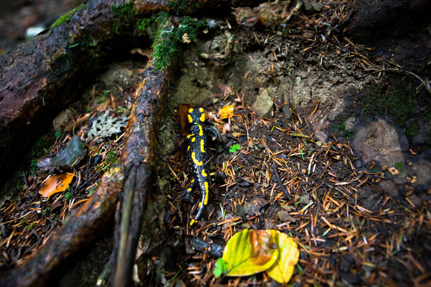 жовті плямисті саламандри в лісі
 - Фото, зображення