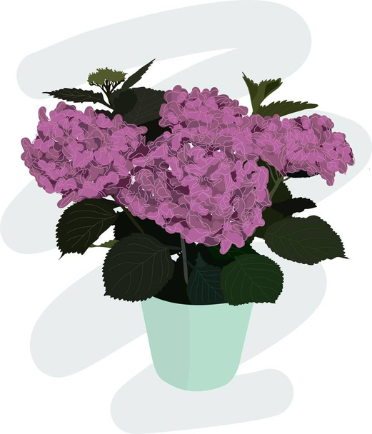 Violet flower, hydrangea in a mint green flowerpot. Purple flowers, leaves and pot on a cartoon illustration. - Vector, Image