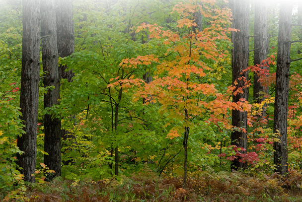 Липкий пейзаж осіннього клена в соснових лісах, Національний ліс Хіавата, Мічіганс Верхній півострів, Уса. - Фото, зображення