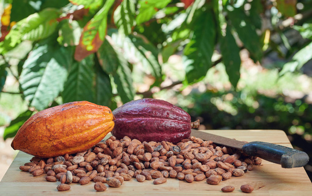 Verse snede op cacaoplantage - Foto, afbeelding