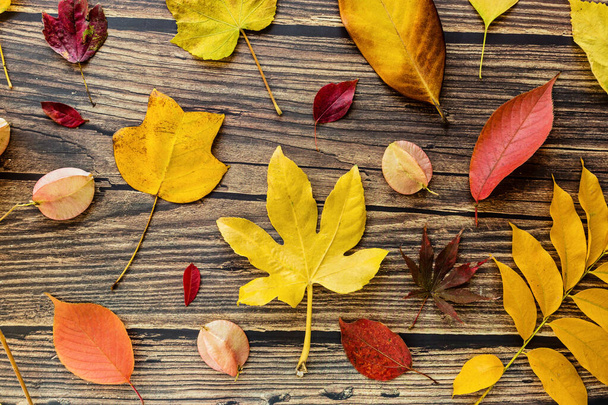 yellow and red leaves on brown wooden background. Seasonal composition, fall, thanksgiving day, herbarium concept. mockup, template, overhead - Fotoğraf, Görsel