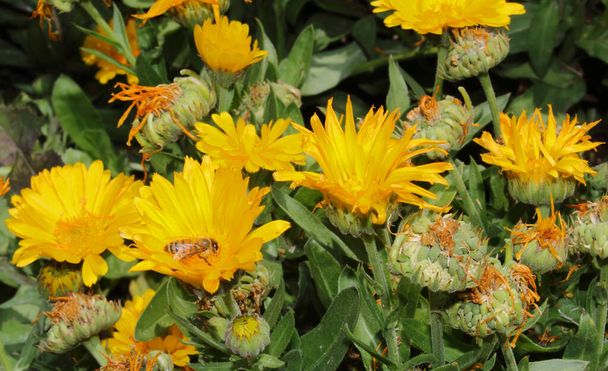 Nyugodt méh pózol sárga virágok etetni. - Fotó, kép