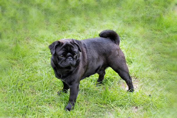 Black pug puppy walking on the grass in summer time - Photo, Image