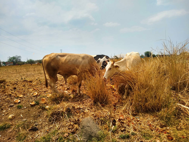 Αγελάδες στο λιβάδι με το γρασίδι. - Φωτογραφία, εικόνα