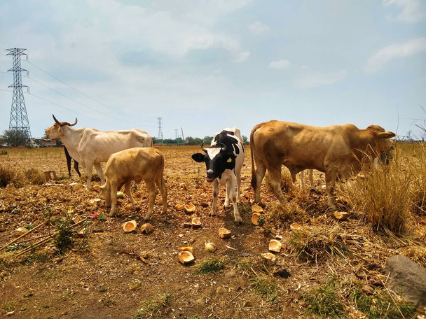 Αγελάδες στο λιβάδι με το γρασίδι. - Φωτογραφία, εικόνα