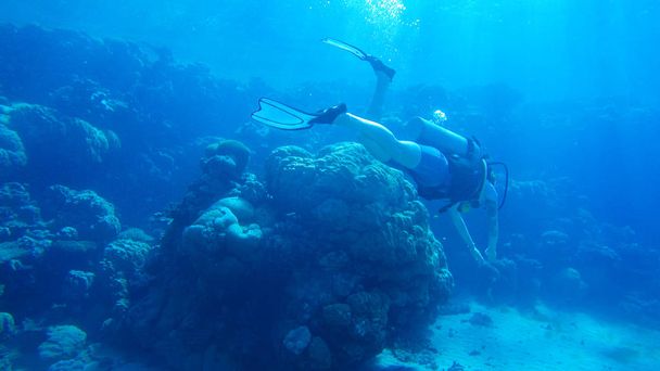 Diving with air balloon in the red sea. Instructor. Girl and cor - 写真・画像